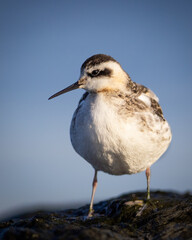Juvenile red-necked phalarope on the Baltic sea coast in Mikoszewo Poland