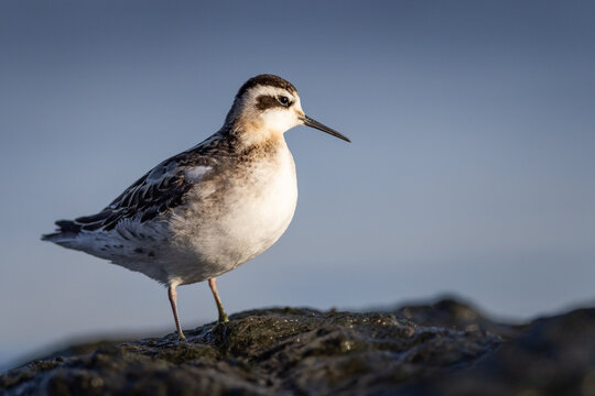 Juvenile red-necked phalarope on the Baltic sea coast in Mikoszewo Poland