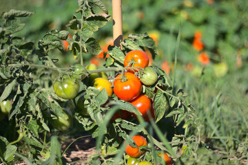 Tomato bushes at various stages of growth (green - unripe, red - ripe). Vegetable garden in the morning.