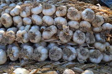 Garlic