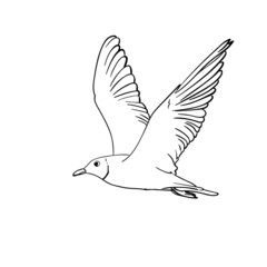 seagull