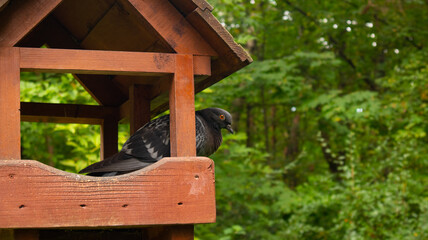 The pigeon waits out the bad weather in the houses that people made for him.