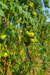 Tomatoes on a tomato plant.