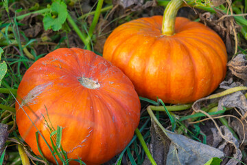 Pumpkins planted in the vegetable garden.