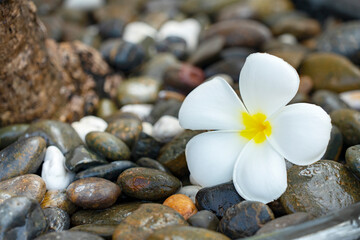 Fototapeta na wymiar Plumeria white flower and beach background. pagoda on rock beach, Summer concept .