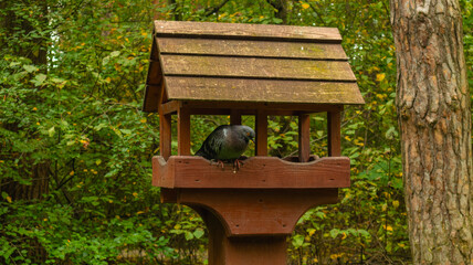 A pigeon sits in a house against the background of an autumn forest.