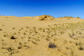 A section of the spring desert with sand dunes and sparse vegetation