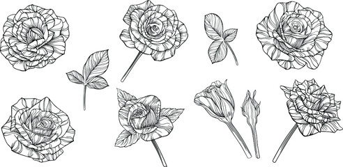 Rose flowers isolated on white. Hand drawn line vector illustration. Eps 10