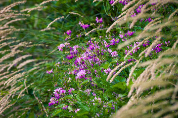 wild flowers field at summer close up