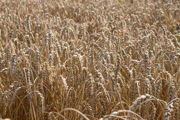 Field of Golden wheat under the blue sky and clouds
