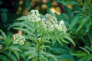 Black Herbal Elderberry