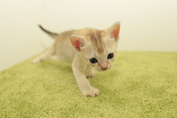 white kitten
