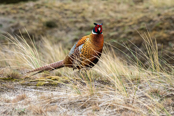 common pheasant on the meadow in the natural reserve of Amrum, Northern Germany