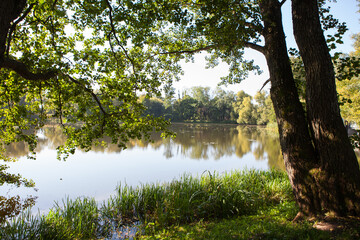 Large tree branches hang over the lake in the park. Lake shore in summer. Without people.