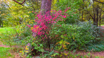 Colorful autumn forest with red shrub trees and grass.