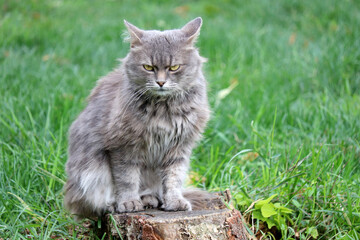 Naklejka na ściany i meble Angry gray cat sitting on a tree stump on a green lawn. Portrait of furry pet outdoors