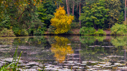 Landscape of autumn forest on the shore of a wild lake