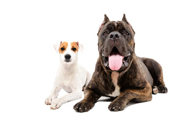 Dogs of breeds Cane Corso and Jack Russell Terrier lying together isolated on white background