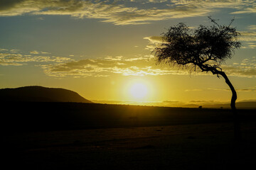 Fototapeta na wymiar Early morning scenery of the savanna illuminated by sunrise (Masai Mara National Reserve, Kenya)