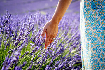 Close up of woman hand touching lavender flower on field. Hand of woman with ring stroking fragile lavender flowers on agricultural field © simona