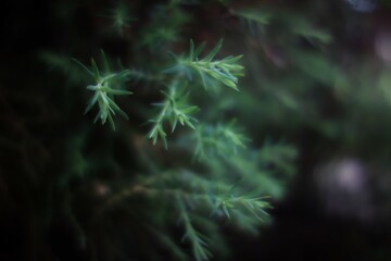 needles in the forest