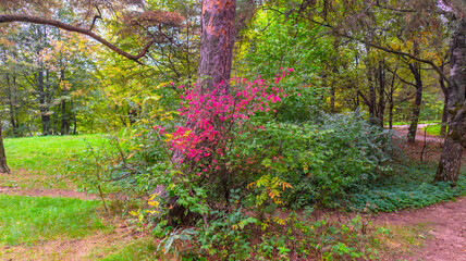 A shrub with red leaves in the autumn forest.