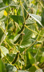 Soybean pods on soybean plantation, on blue sky background, close up. Soy plant