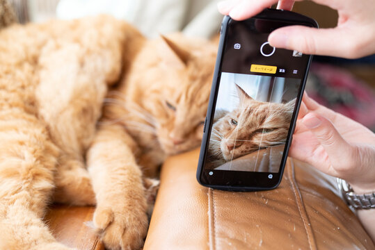 スマートフォンで飼い猫を撮影　茶トラ猫
