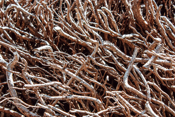 Many root close-up