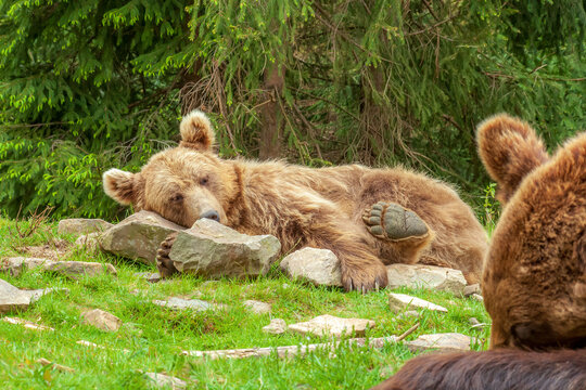 Sleeping Himalayan brown bear on rocks. Cute Ursus arctos isabellinus or dzu-teh lying near fir forest