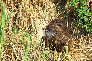 Coypu (Myocastor coypus) also known as Nutria, in nature 