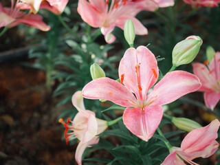 Obraz premium Beautiful pink lilies flowers are blooming in the garden. Close-up photo