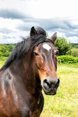 Obraz premium Cheval anglo-arabe en portrait