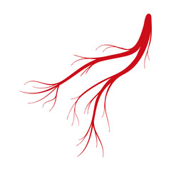 Vein of human vector cartoon icon. Vector illustration artery of blood on white background. Isolated cartoon illustration icon of vein of human .