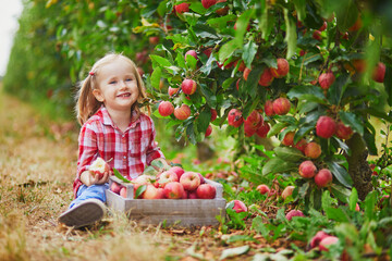 Adorable preschooler girl in red and white shirt picking red ripe organic apples