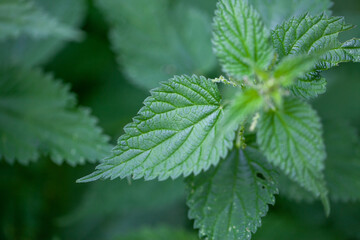 Green nettle leaf or stinging nettle, Urtica dioica, Urticaceae. Young sprouts. Close up. Texture. Summer. It's spring. High quality photo