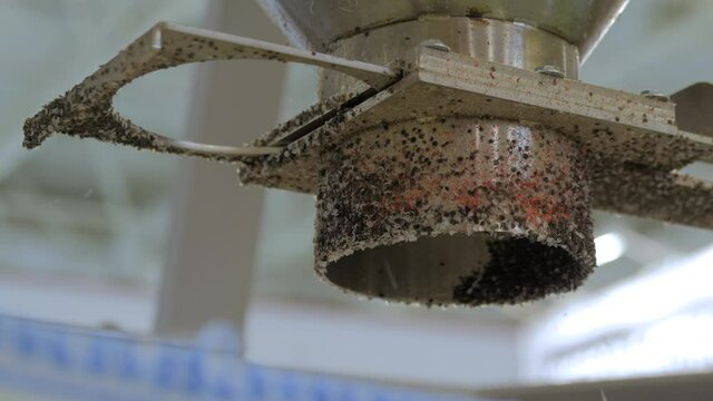 Waste plastic recycling machine: recycled plastic granules, propylene or polyethylene pellets falling from metal pipe - close up. Environmental protection, separation, automated technology concept