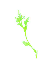 Fototapeta premium Wildflowers. Buttercups. Flowers line drawn on watercolor background.