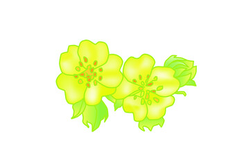 Wildflowers. Buttercups. Flowers line drawn on watercolor background.