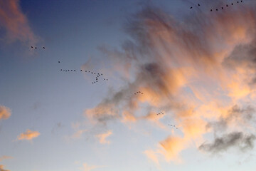 Autumn sunset skyline with migratory birds. Scandinavia