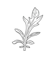 Cornflower Centaurea cyanus, medicinal and honey plant.