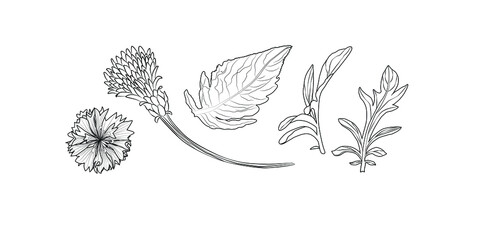 Cornflower Centaurea cyanus, medicinal and honey plant.