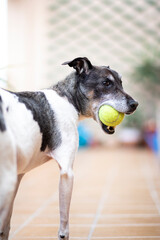 Senior dog playing with tennis ball in backyard