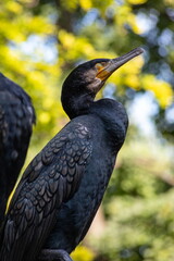 The great cormorant, Phalacrocorax carbo, sitting on tree