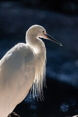 great egret or ardea alba perched on branch with natural green background