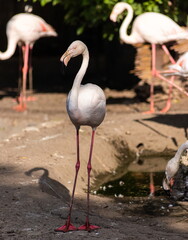Flamingos in the lake. Group of flamingos
