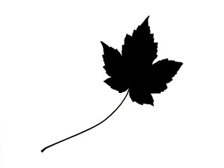 dark black silhouettes of a maple leaf on a white background