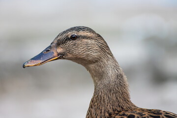 Detailed portrait Photo of a female wild duck