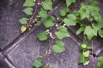 Wild grape vine. Vitaceae vine deciduous shrub.