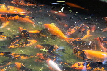 Koi fish swimming in water garden, fancy carp fish, koi fishes, Koi fish in the pond